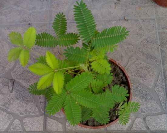 含羞草有什么藥用價值，含羞草的功效與作用