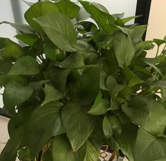 綠蘿有毒嗎，有毒千萬(wàn)別當(dāng)菜吃