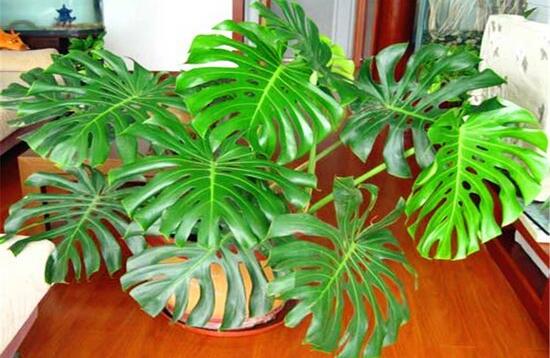 龜背竹晚上放臥室嗎，可以/凈化空氣、添福加壽、有利健康