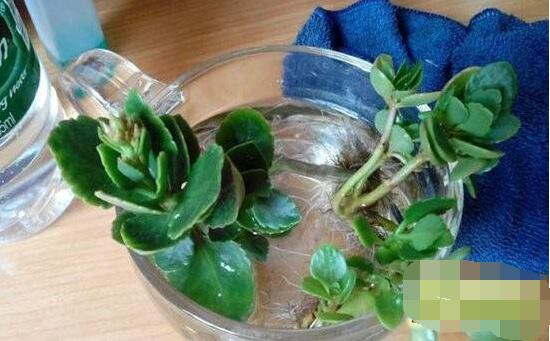 長壽花可以水培嗎，長壽花水培方法