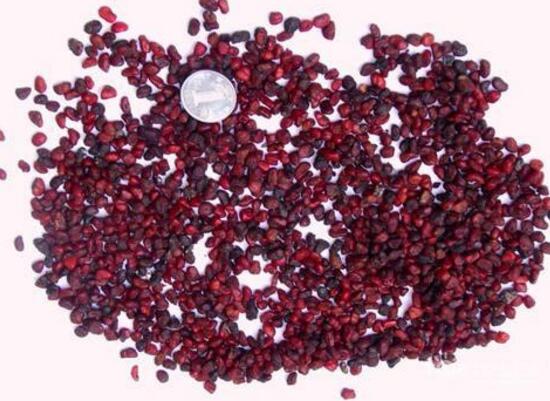 仙客來(lái)種子圖片，仙客來(lái)種子怎么種