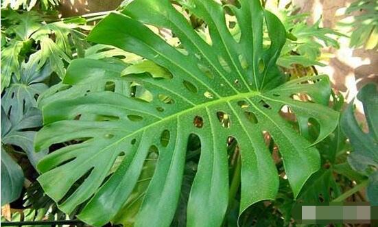 龜背竹有毒嗎，龜背竹可以放入室內(nèi)養(yǎng)嗎