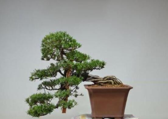 羅漢松盆景怎么養(yǎng)，老農(nóng)總結(jié)八大養(yǎng)殖方法