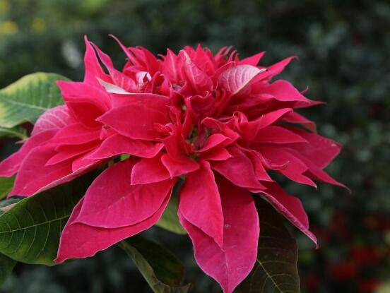 一品紅花期多長時(shí)間，一品紅花期長達(dá)100天(12月-次年2月)