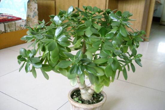 燕子掌有什么作用，美化環(huán)境、凈化空氣