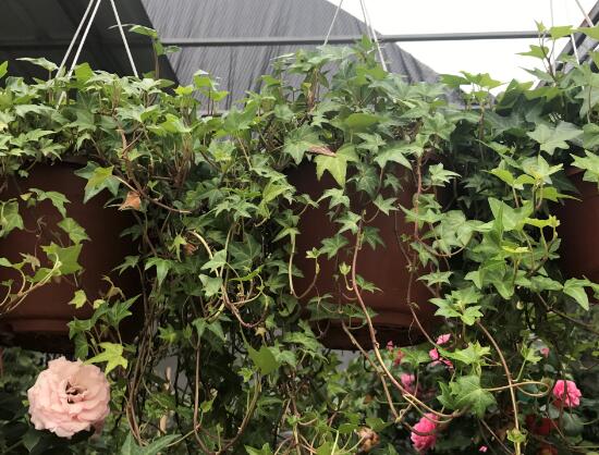 常春藤有什么風(fēng)水作用，常春藤的功效與作用