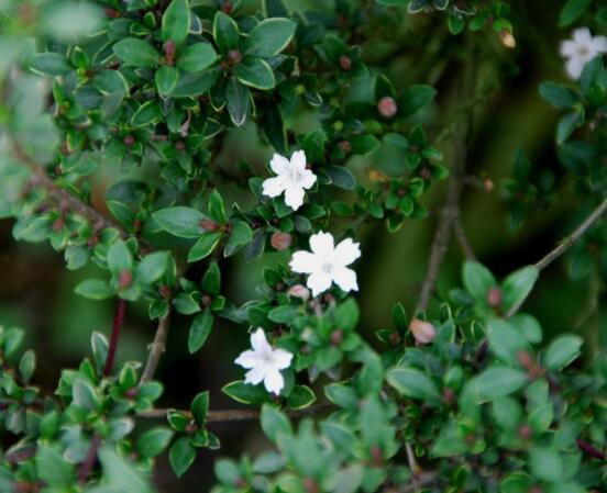 六月雪掉葉子怎么回事，最簡單實效三種解決辦法