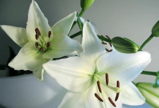 百合花的藥用價(jià)值，百合花的功效與作用