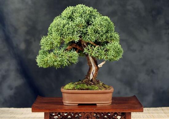 榕樹盆景怎么翻盆，榕樹換盆注意事項