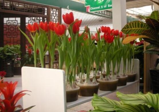 郁金香的養(yǎng)護方法，老農(nóng)教你簡單易學(xué)四種方法(土培和水培)