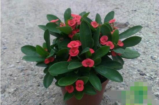 虎刺梅致癌嗎，長期接觸導(dǎo)致人們身體細胞癌變