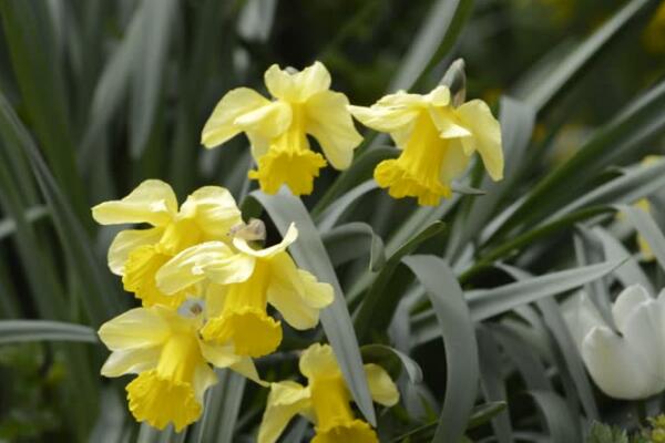洋水仙的養(yǎng)殖方法和注意事項，五個步驟讓你養(yǎng)出郁郁蔥蔥的洋水仙