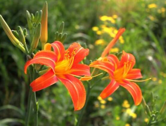 香水百合的寓意是什么，夫妻恩愛、百年好合(美好)