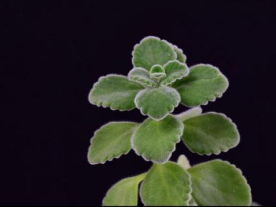 碰碰香的功效與作用，凈化空氣、消炎消腫，制作香精