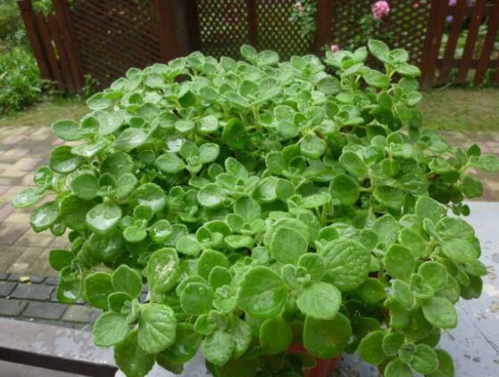 驅(qū)蚊草碰碰香有毒嗎，無毒/凈化空氣、醒腦提神