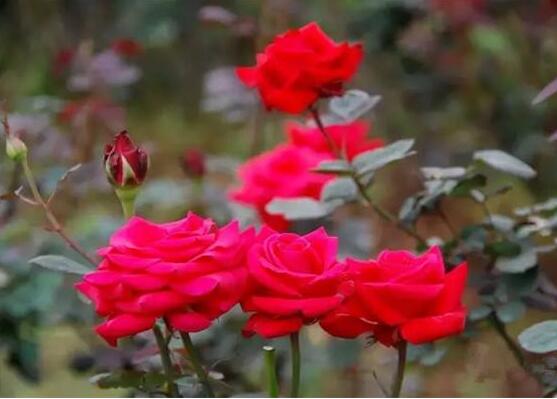玫瑰花的功效與作用，細(xì)數(shù)玫瑰花八大功效與作用