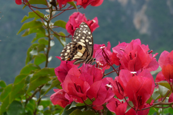 三角梅怎么不開(kāi)花，生長(zhǎng)空間不足/追肥不及時(shí)