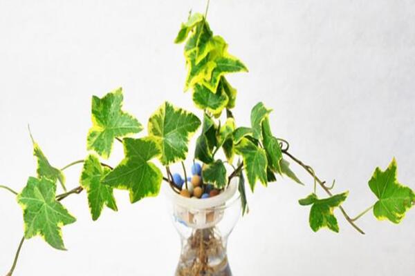 常春藤水澆多了怎么辦，脫盆晾土，重新栽種