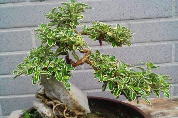 六月雪的養(yǎng)殖方法，6步教你養(yǎng)好六月雪