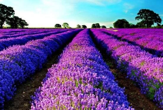 薰衣草有哪些品種，薰衣草品種圖片大全