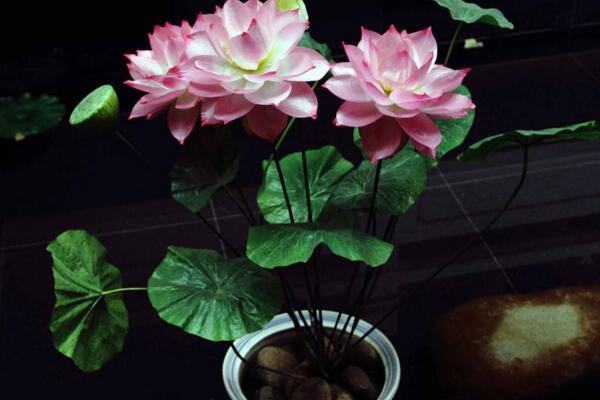 荷花能在室內(nèi)養(yǎng)嗎，可以在室內(nèi)養(yǎng)但要做好以下幾點(diǎn)