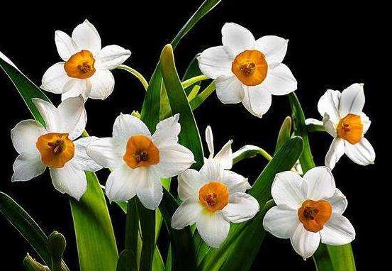 水仙花和風(fēng)信子的區(qū)別，教你三種區(qū)別方法(外形/地域/價(jià)值)