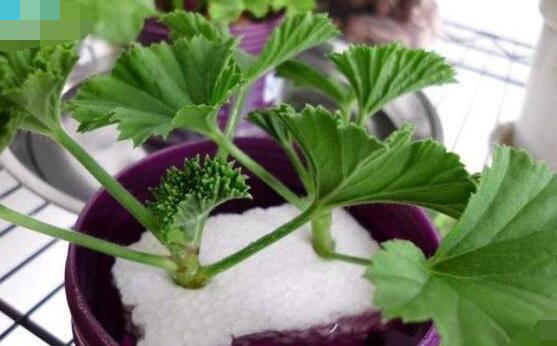 天竺葵夏天可以扦插嗎，可以/總結(jié)最簡(jiǎn)易四個(gè)步驟