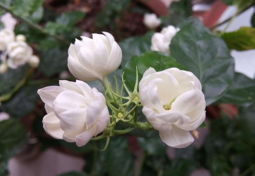 茉莉花如何一年開花幾次，一年開3次的方法