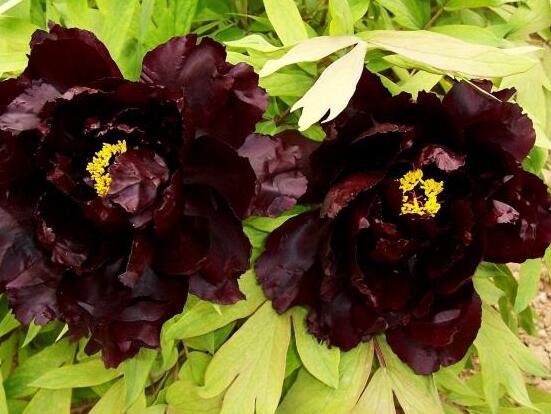 牡丹花花語大全，淡淡的愛、無私的付出(不同顏色不同花語)