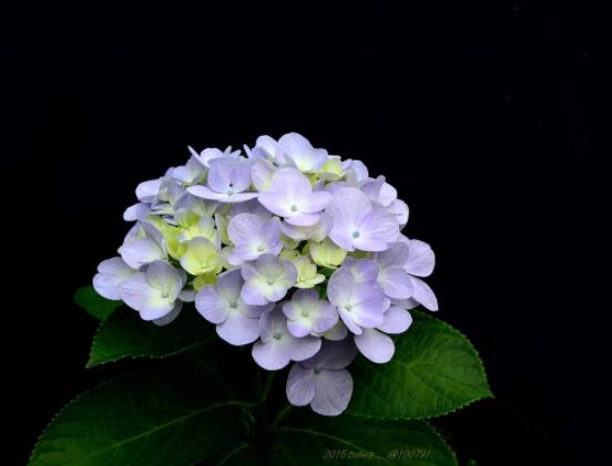 繡球花怎么過冬，教你四點養(yǎng)殖技巧便安然過冬