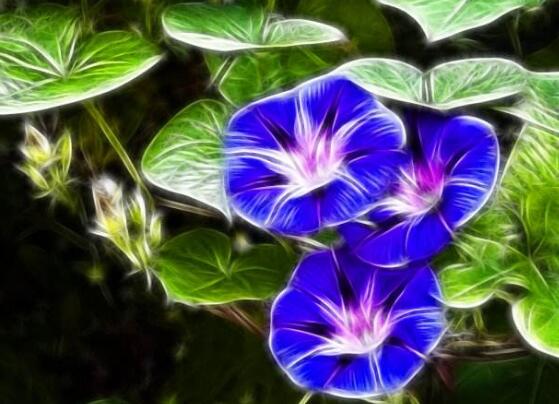 牽牛花的花語是什么，牽?；ù碇鴲矍椤⒗潇o、虛幻、愛情永固