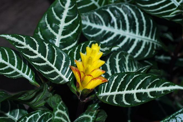 斑馬花怎么養(yǎng)，澆水澆足并確保較高的生長(zhǎng)濕度