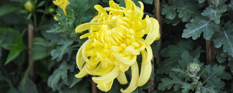 菊花葉子發(fā)黃咋回事