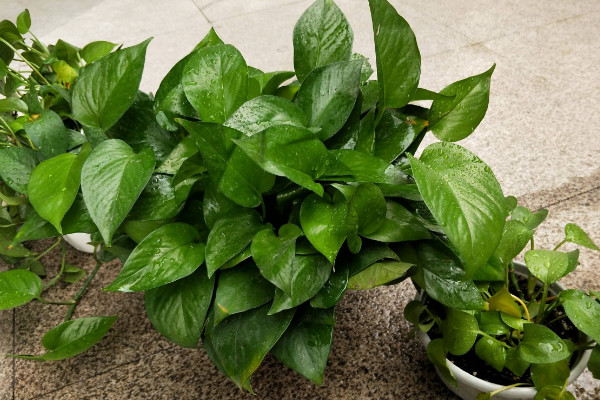 啤酒可以代替營(yíng)養(yǎng)液?jiǎn)幔荒艽鏍I(yíng)養(yǎng)液長(zhǎng)期使用