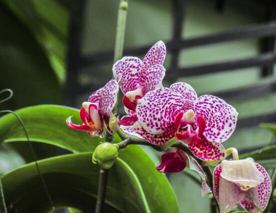 蘭花澆水方法，不同環(huán)境不同澆水量(光照溫度)