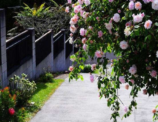 薔薇花幾年能爬滿墻，薔薇花爬墻辦法
