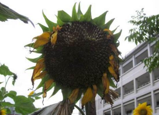 向日葵葉子枯萎是為什么，向日葵花蔫了怎么辦