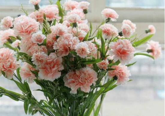 康乃馨代表什么意思，康乃馨的功效與作用