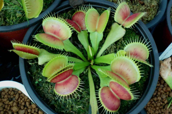捕蠅草的養(yǎng)殖方法和注意事項(xiàng)，不要人工投喂昆蟲