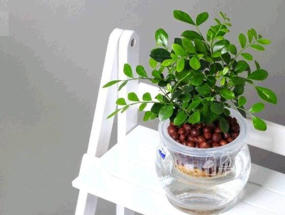 九里香的養(yǎng)殖方法水培，教你四個步驟水培爆盆