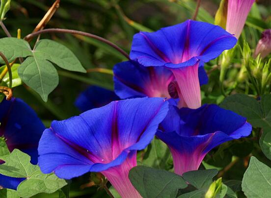 牽?；ㄔ趺答B(yǎng)，牽牛花養(yǎng)殖方法