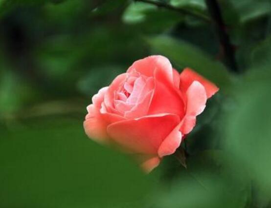 養(yǎng)月季花最好用什么土，保持土質(zhì)微酸性肥沃疏松透氣