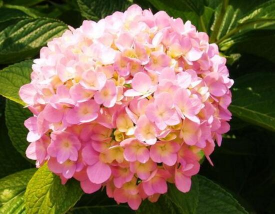 繡球花花語是什么，繡球花的寓意及象征