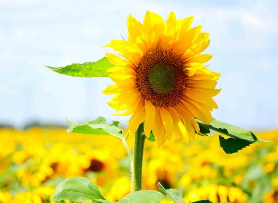 向日葵花語(yǔ)是什么，向日葵的寓意象征著光明與熱情