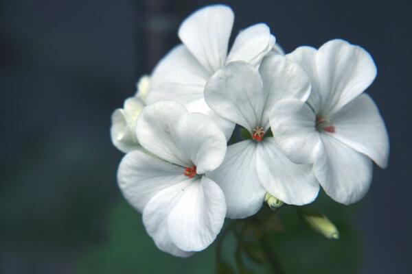 天竺葵有多少種顏色，這5種天竺葵最誘人