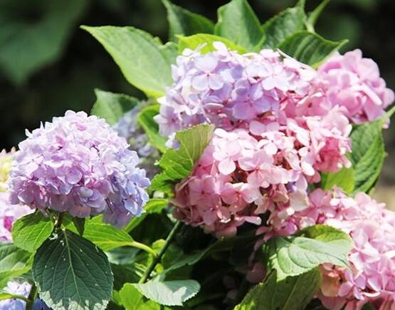 剪下的繡球花怎么養(yǎng)，教你五個要點(diǎn)生長枝繁葉茂