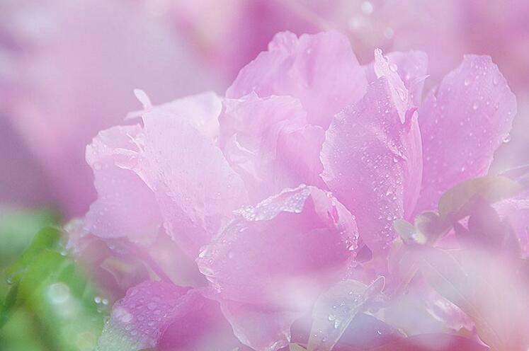 牡丹花送人意義，不同顏色的花有著不同的寓意