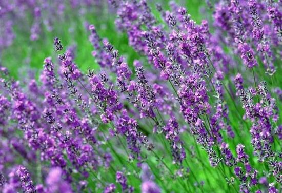 薰衣草怎么修剪，薰衣草的修剪方法