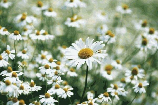 雛菊開花后怎么處理，及時(shí)修剪并做好遮陰處理