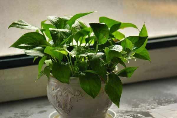 綠蘿葉子發(fā)黑怎樣救治，可提高溫度遮蔽強(qiáng)光